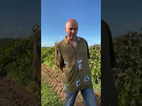 Lowe Family Wine Co