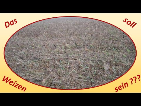 Das soll Weizen sein ???