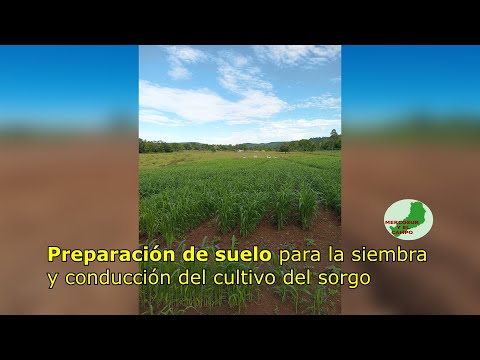 Sorgo | Reserva forrajera