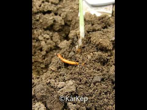 Hogyan lehet a pinwormokat eltávolítani a testből