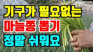 마늘쫑 맨손으로 너무 쉽게 쑥쑥 잘뽑혀요, 마늘쫑 뽑는방법, 마늘 크게 키우려면 마늘쫑 뽑거나 잘라내세요.