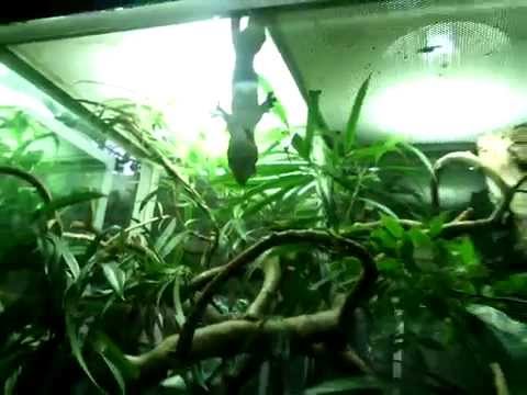 comment construire terrarium pour araignée