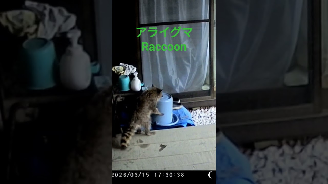アライグマ Raccoon