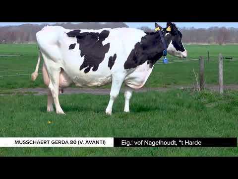 Sterkoe 3: Musschaert Gerda 80 (familie Nagelhoud, 't Harde)