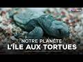 Turtle Island TF1 INFO