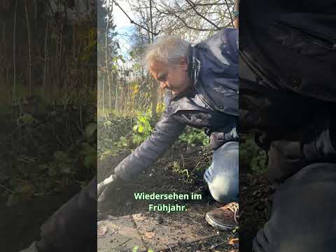 Wintergarten Tag 18: Schnittlauch & Wegbau – Permakultur-Updates