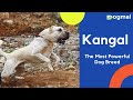 Kangal The Most Powerful Dog Breed