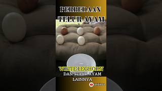 Download lagu PERBEDAAN TELUR AYAM WHITE LEGHORN #telurayam #ternakayam #ternakrumahan #whiteleghorn mp3