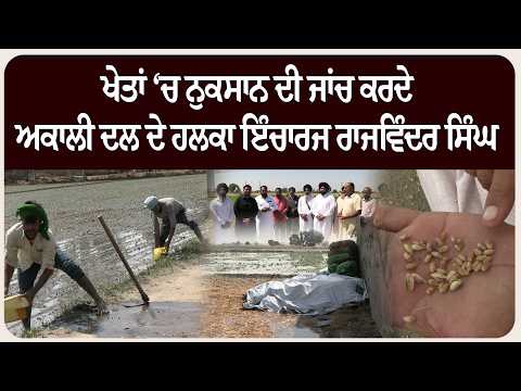 ਖੇਤਾਂ ‘ਚ ਨੁਕਸਾਨ ਦੀ ਜਾਂਚ ਕਰਦੇ ਅਕਾਲੀ ਦਲ ਦੇ ਹਲਕਾ ਇੰਚਾਰਜ ਰਾਜਵਿੰਦਰ ਸਿੰਘ.....