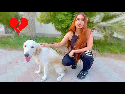 Rescuing a Dog *emotional*