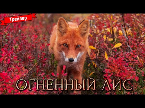 Трейлер