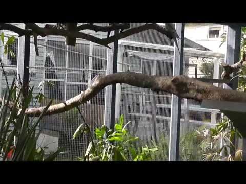 Large Aviary. Walk in Aviary Overview, Construction, Plantings, Birds @ Pheasantasiam
