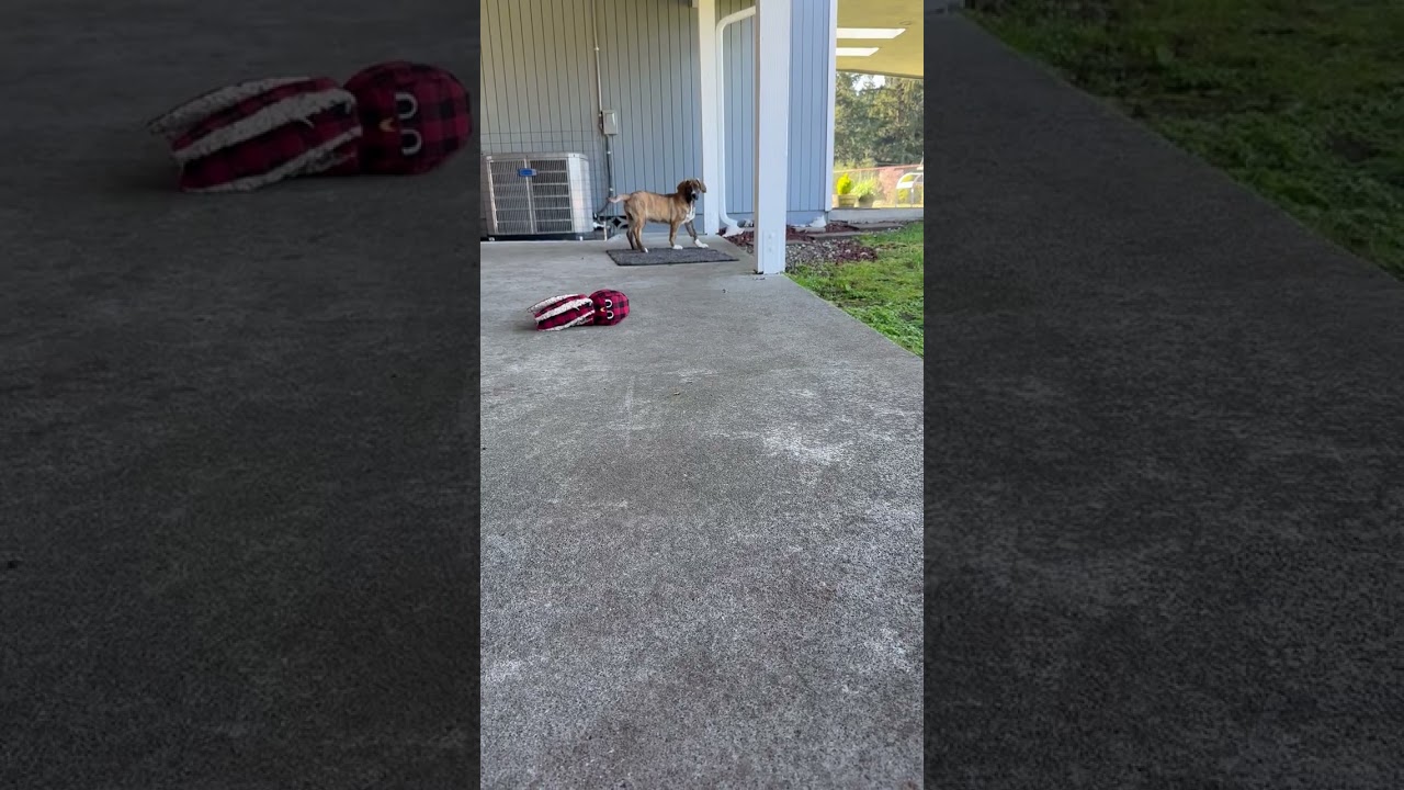 Enlarge GYPSY, a ADOPTABLE mixed breed in Olympia, WA video 3/6