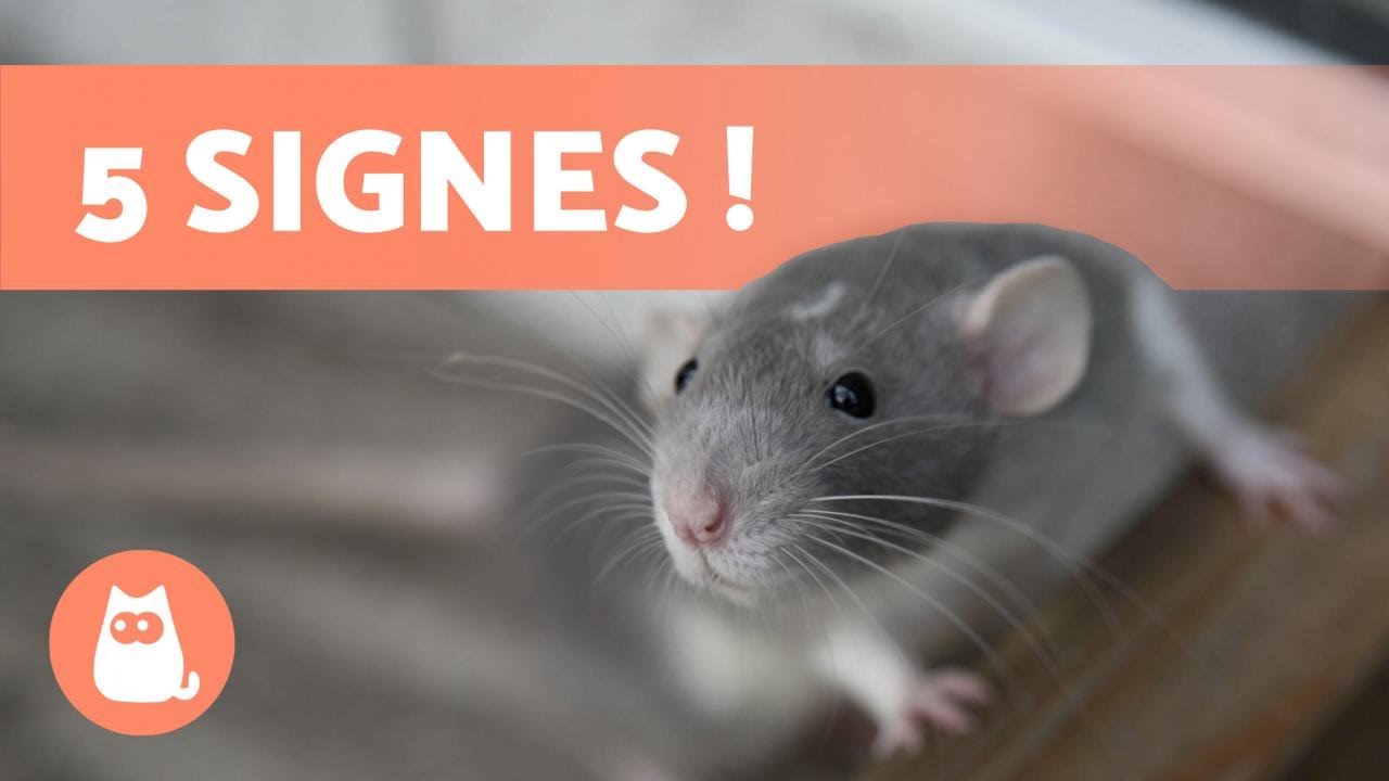 5 SIGNES qui prouvent que VOTRE RAT VOUS AIME ????