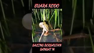 Download lagu Suara KODOK Saling Bersautan mp3 Download lagu Suara KODOK Saling Bersautan mp3