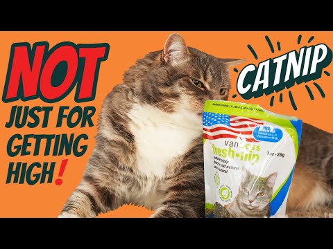 Why Your Cat LOVES Catnip: Naturally Repel FLEAS