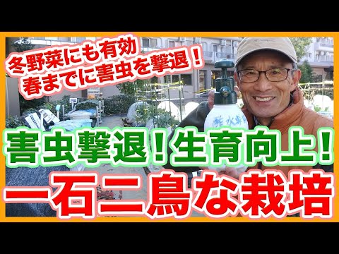 キャベツガと自然に戦う方法は？簡単な手段で感染を防ぐことはできるのでしょうか？  庭園