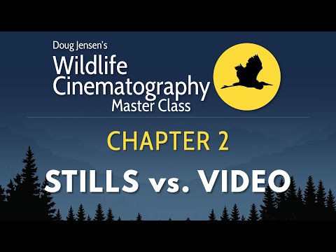 Wildlife Cinematography Chapter 2:   Stills vs. Video