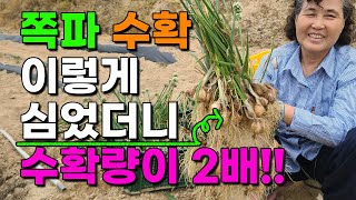 대박 쪽파수확 이렇게 심었더니 수확량이 몇배나 더 나옵니다 쪽파심는법 쪽파심는시기