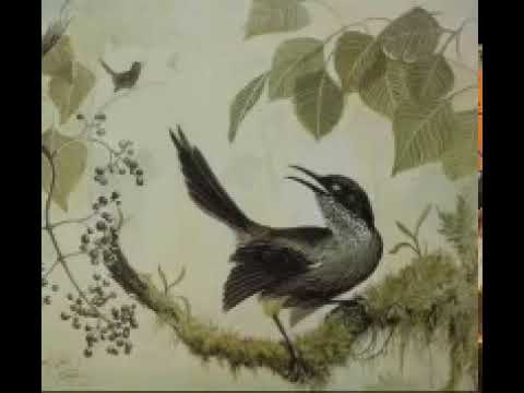 The last male Kauai 'O'o singing for a female that will never come