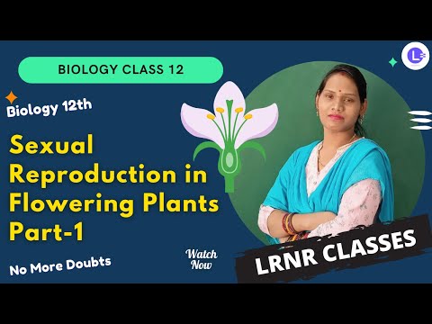 CHSE Board Class 12 - Sexual Reproduction in Flowering Plants Part-1|| LRNR Classes