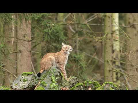 The Strongest LION PRIDE in Luangwa Valley - National Geographic Documentary