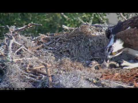 Perky Osprey Chick Growing Steadily: Will It Be the Lone Nestling? – May 11 ,2017