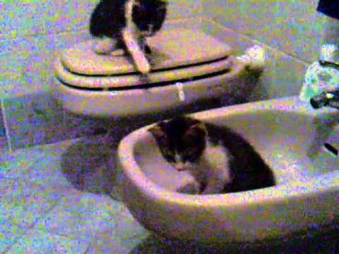Gattini Vezzi Portio.mp4