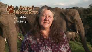 Animal Encounters - Episode 1 Elephants