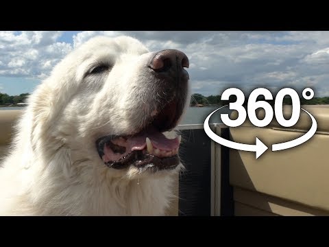 DOGS ON A BOAT IN 360° Video