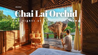 AMAZING 2 Nights in an Elephant  Sanctuary - Chai Lai Orchid in Chiang Mai