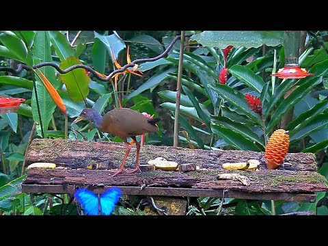 A Wood-Rail, A Squirrel, And Some Butterflies Interact On The Panama Fruit Feeder – Aug. 26, 2020