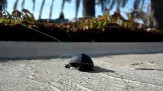 miss myrtle triathlon