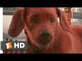 Clifford The Big Red Dog 2021 Let Me Keep My Dog Scene 10 10 Movieclips