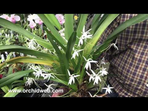 OrchidWeb - Jumellea arachnantha