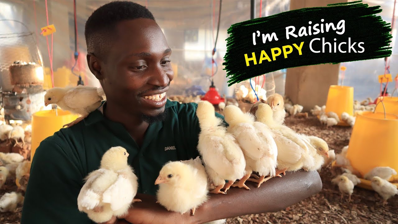 How I'm Raising HAPPY Chickens