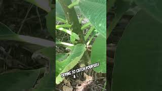 Green Anoles Are Awesome!!🦎🦎 #youtubeshorts #garden #lizard #reptiles #nature #shorts #amazing