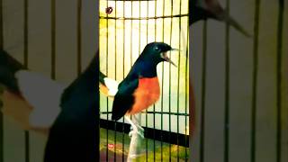 Download lagu murai batu MINION cap pinggir sawah #muraibatu #muraibatugacor #murai #shorts #shortsfeed #birds mp3 Download lagu murai batu MINION cap pinggir sawah #muraibatu #muraibatugacor #murai #shorts #shortsfeed #birds mp3