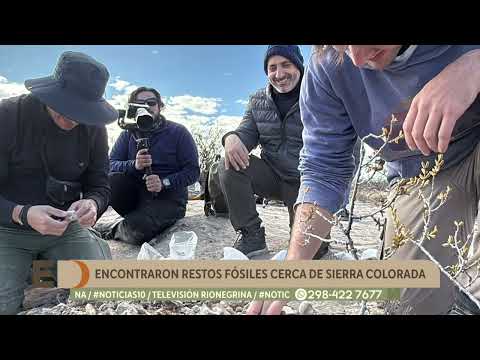 Hallazgo inédito: encontraron restos fósiles en cercanías a Sierra Colorada