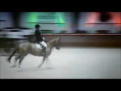 Global Express VDL winner 1.20m Stallioncompetition  De Peelbergen