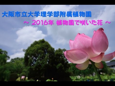 理学部附属植物園　～2016年 植物園で咲いた花～
