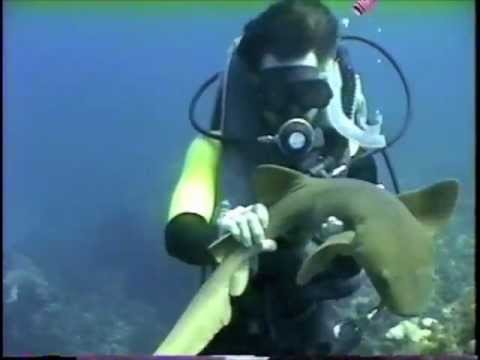 Dr. Wojnowski Nurse Shark Capture.m4v