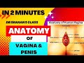 Anatomy Of Vagina And Penis In 2 Minutes