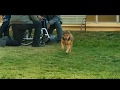 A DOG S WAY HOME Ft Ummon Hiyonat Xiyonat Emotional Scene