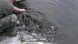 preview picture of video 'fishing large pickeral caught in connecticut'