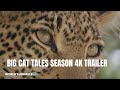 Big Cat Tales Season 4K Trailer World Animal Video 4k