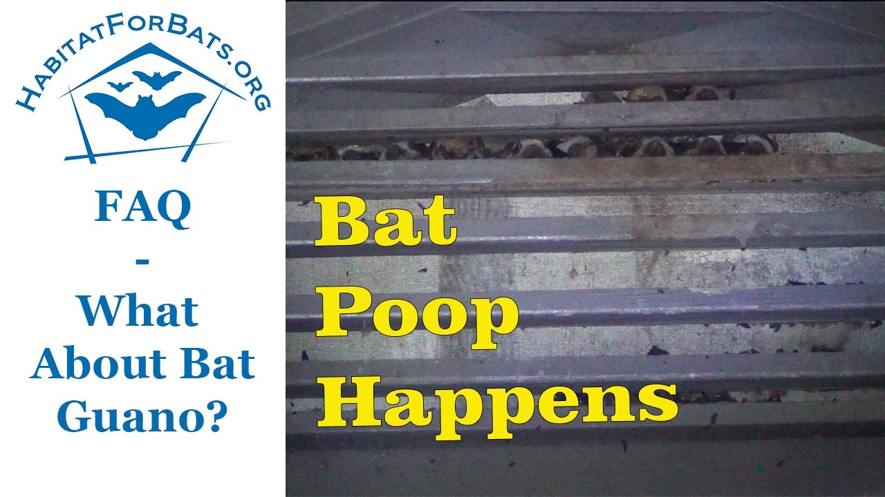 Why are bat droppings called guano? EN General