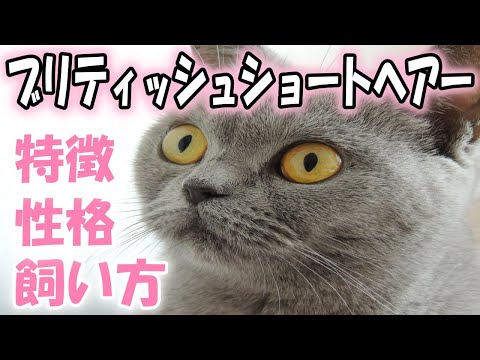 猫のアイコン