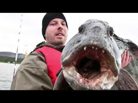 Saltstraumen Brygge 2016 FullMovie