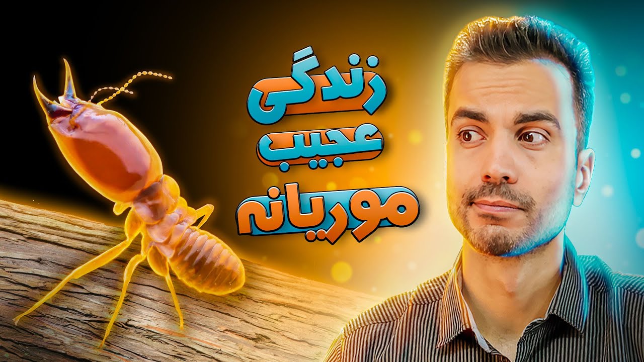 موریانه، حشره‌ی مرموز